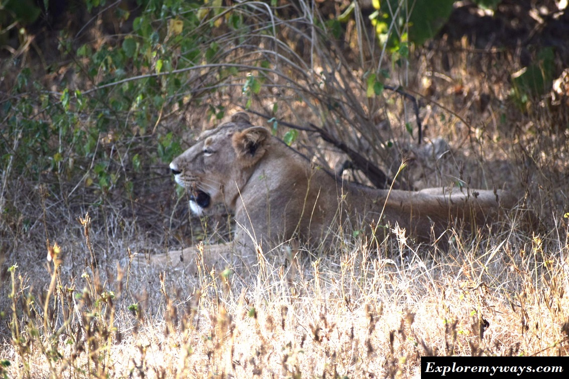 Plan 'Lion safari in Gir Forest National Park', complete visitor guide