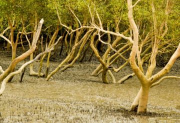 Kolkata Sundarban trip cost itinerary